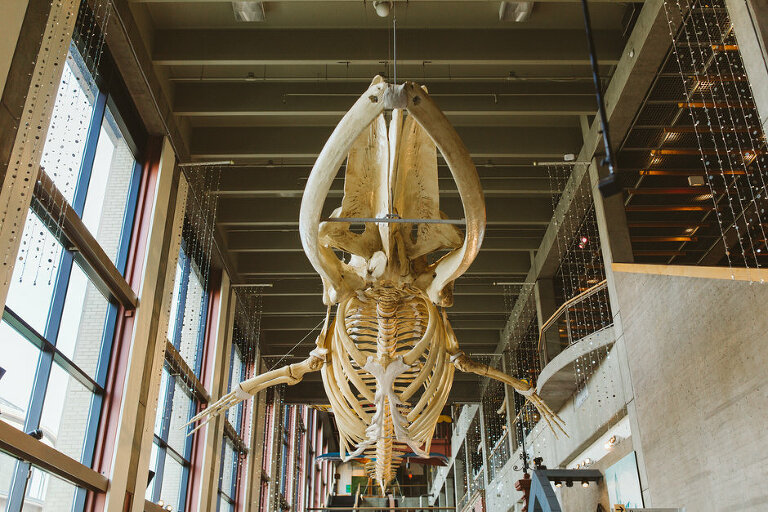 whale bones at grand rapids public museum 